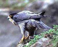 peregr-falcon.jpg