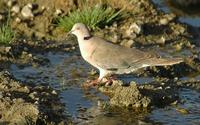 African Mourning Dove 2005-01-18-0134.jpg