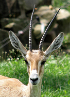 Slender Horned Gazelle.jpg