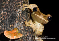 tree-frog.jpg
