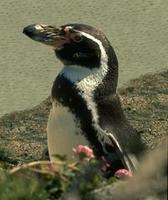 peruvian penguin.jpg