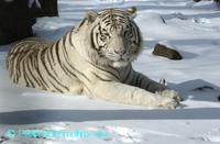 Panthera tigris altaica  wit  00034NLOW.JPG
