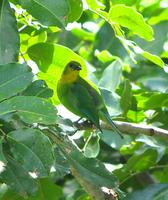 yellowthroatedleafbird20.jpg
