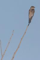 Southern rough-winged swallow.jpg