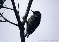 (010630)japanese pygmy woodpecker 2-1.jpg