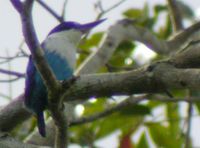 lazuli kingfisher 01 rh.jpg