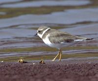 semipalmated plover ggss.jpg