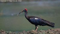 black ibis vc.jpg
