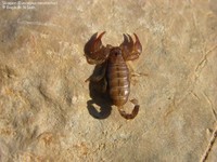 Euscorpius mesotrichus 00005.JPG