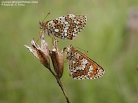 JCS Melitaea cinxia 10703.jpg