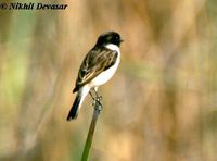 white-tailed stonechat male nd.jpg