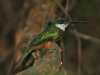 rufoustailedjacamar.jpg