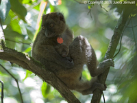 Hapalemur simus, Greater Bamboo Lemur,I PCW9.jpg