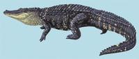 Alligator missippiensis.jpg