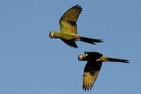 Golden-collared macaw.jpg