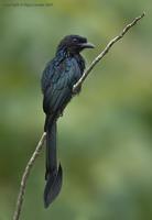 Greater-recket-tailed-Drongo.jpg