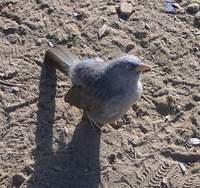 junglebabbler.jpg