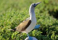 blue-footed-booby.jpg