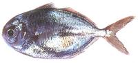 fish145.jpg