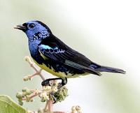 Turquoise Tanager 3-308x249.jpg