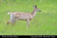 deer white-tailed 1a.jpg