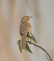 striated babbler.jpg