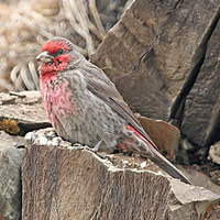 red-breasted-rosefinch-2-kaz-2007.jpg