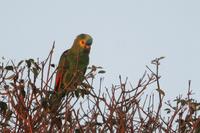 Turquoise-fronted parrot.jpg