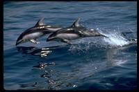 Pacific White-Sided Dolphin 314028.jpg