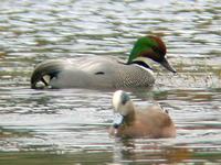 IMG 5962 falcated duck.jpg