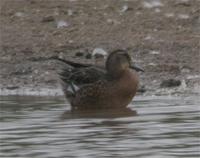 Garganey3 23 8 05.jpg