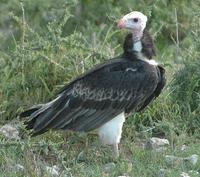 White-headed Vulture 2005-01-18-0096.jpg