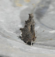 polygonia progne0052.jpg