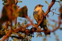 Chapada flycatcher.jpg