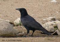 carrion-crow-2148.jpg