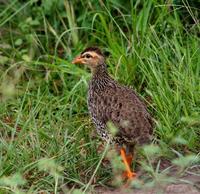 heuglinsfrancolin3050.jpg