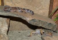 leopardgeckos1.jpg