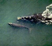 rightwhale aerial.jpg