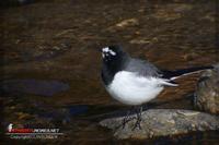 051220 Japanese Wagtail0049.jpg