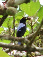 Bird002-M Asian Fairy-bluebird.jpg
