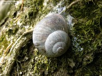 Helix pomatia 00039.JPG