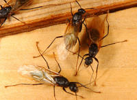 Camponotus3506.jpg