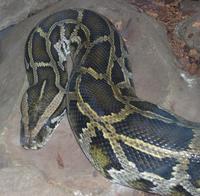 Python molurus.jpg