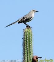 tropical-mockingbird--mimus-gilvus-1.jpg