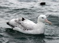 snowy albatross2 shirihai.jpg