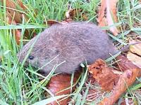 Meadow Vole Life Cycle-is one of the shortest of all mammals.jpg