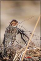 060213 Little Bunting0567.jpg