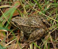 Rana luteiventris2571.jpg