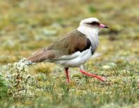 AndeanLapwing-1398ss.jpg