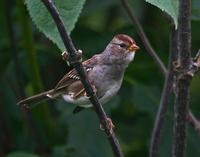 white~crowned~sparrow~704.jpg